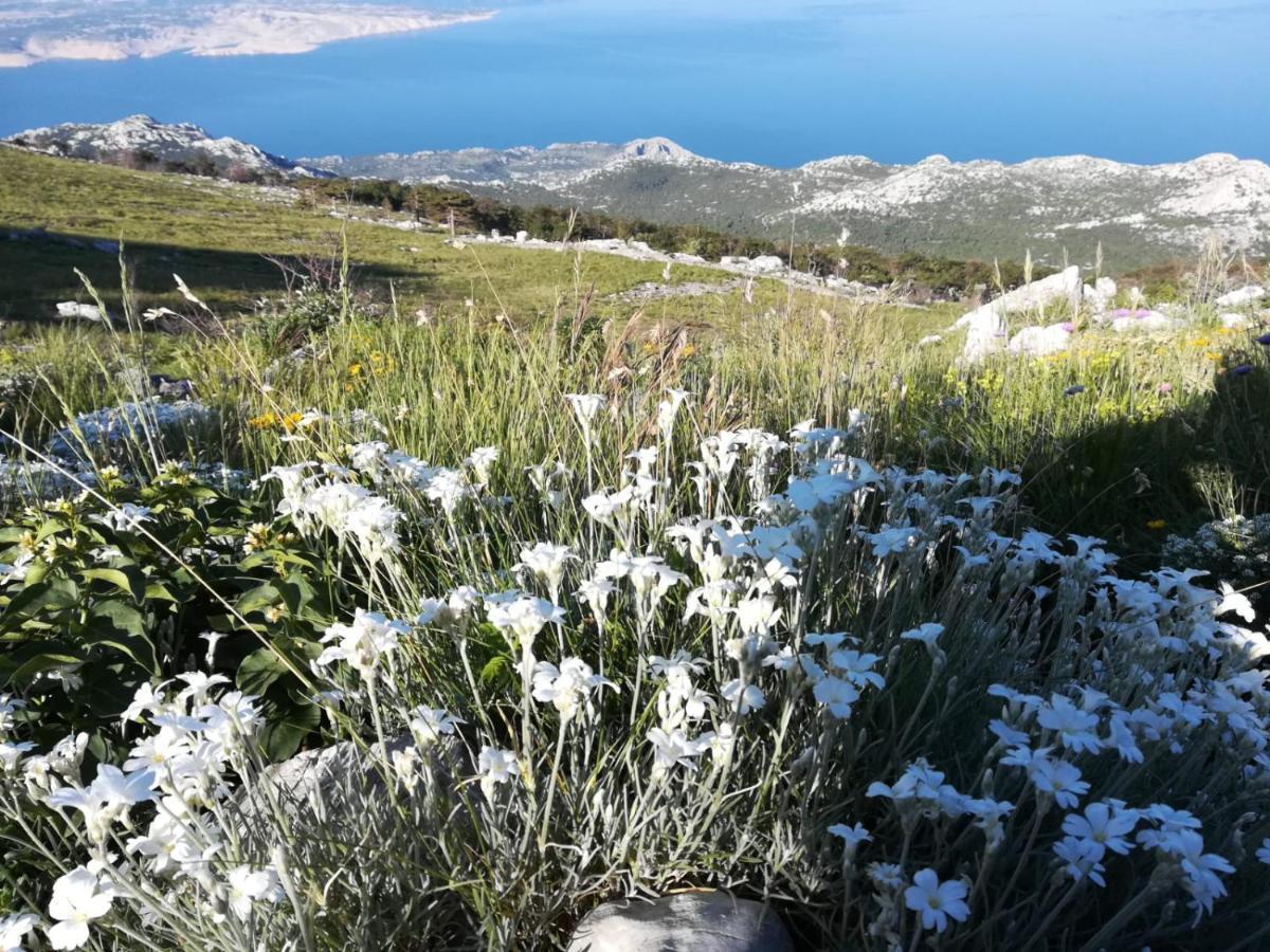 Feral Daire Sveti Juraj Dış mekan fotoğraf